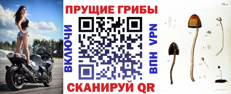 мега как войти  наркошоп  Полесск  Галлюциногенные грибы Magic Shrooms 