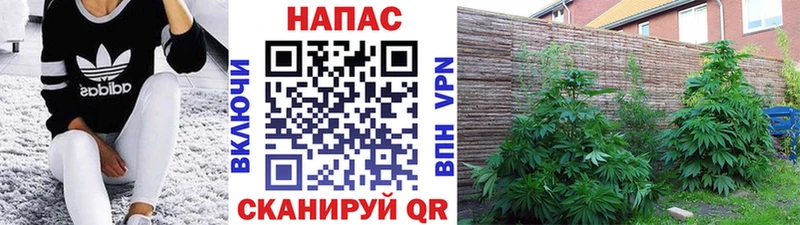 Бошки Шишки ГИДРОПОН  Полесск 